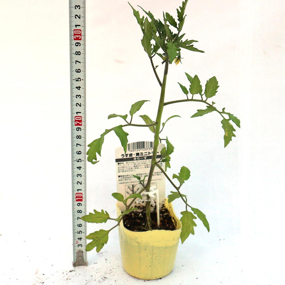 うす皮イエローミニトマト・キラーズ 接ぎ木苗2個~【野菜 接木苗9cmポット】