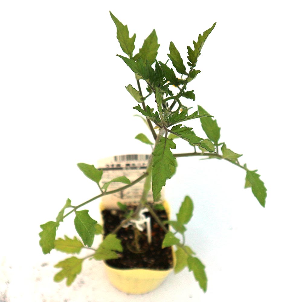 うす皮イエローミニトマト・キラーズ 接ぎ木苗2個~【野菜 接木苗9cmポット】
