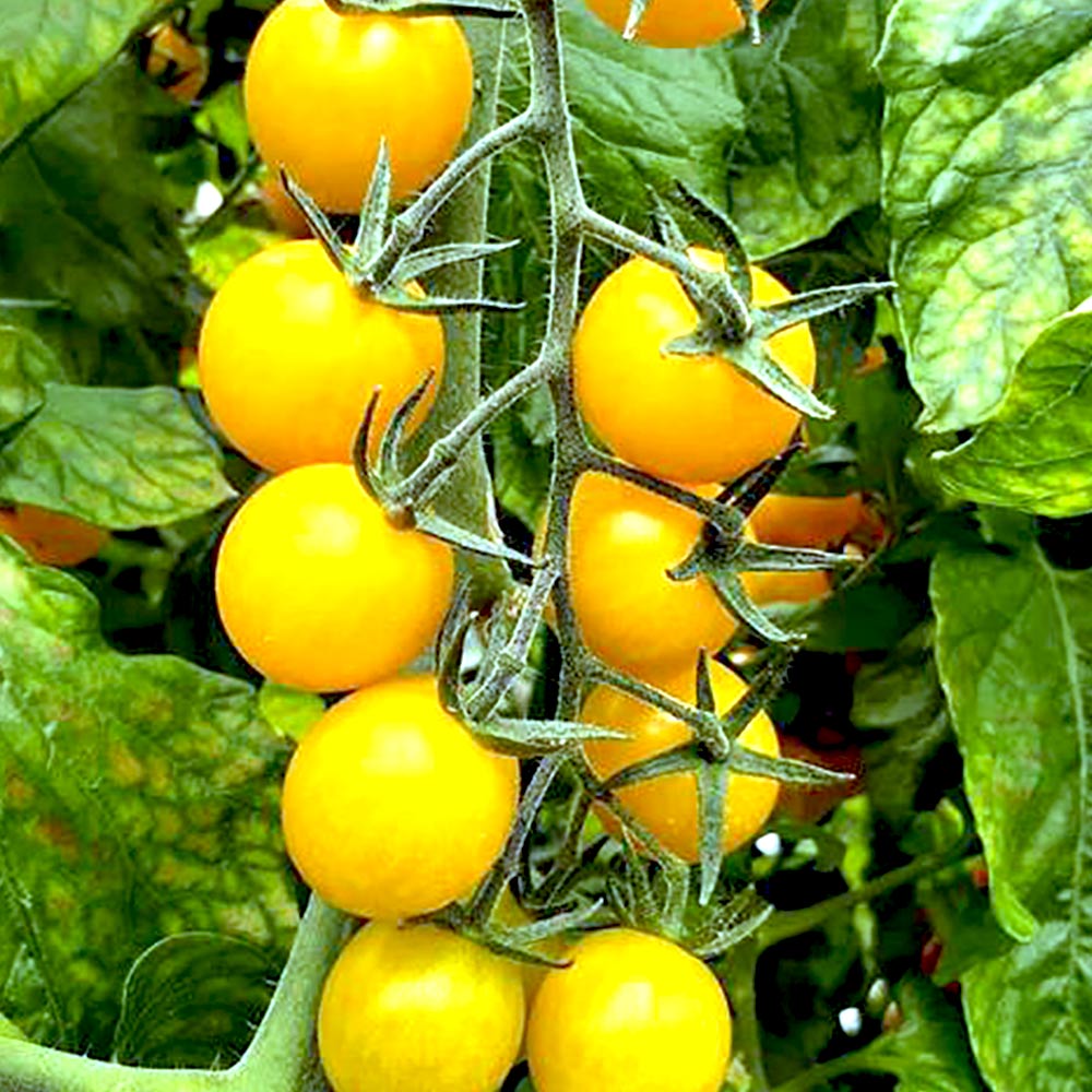 うす皮イエローミニトマト・キラーズ 接ぎ木苗2個~【野菜 接木苗9cmポット】