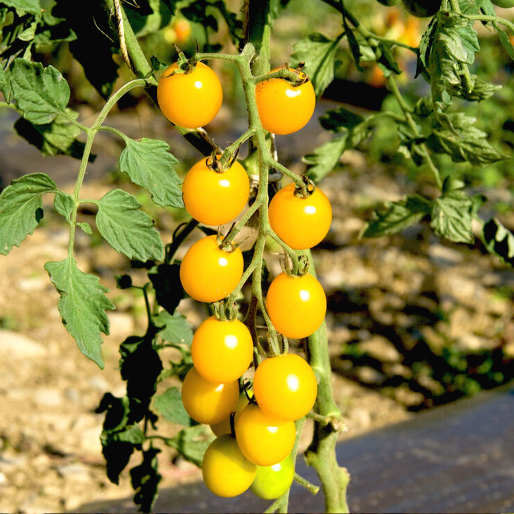 うす皮イエローミニトマト・キラーズ 接ぎ木苗2個~【野菜 接木苗9cmポット】