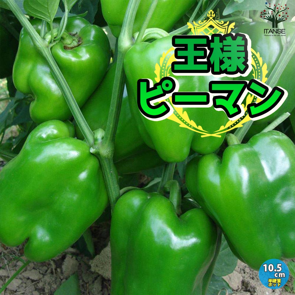 ピーマンの苗 王様ピーマン2個～【野菜の苗 10.5cmポット 自根苗】