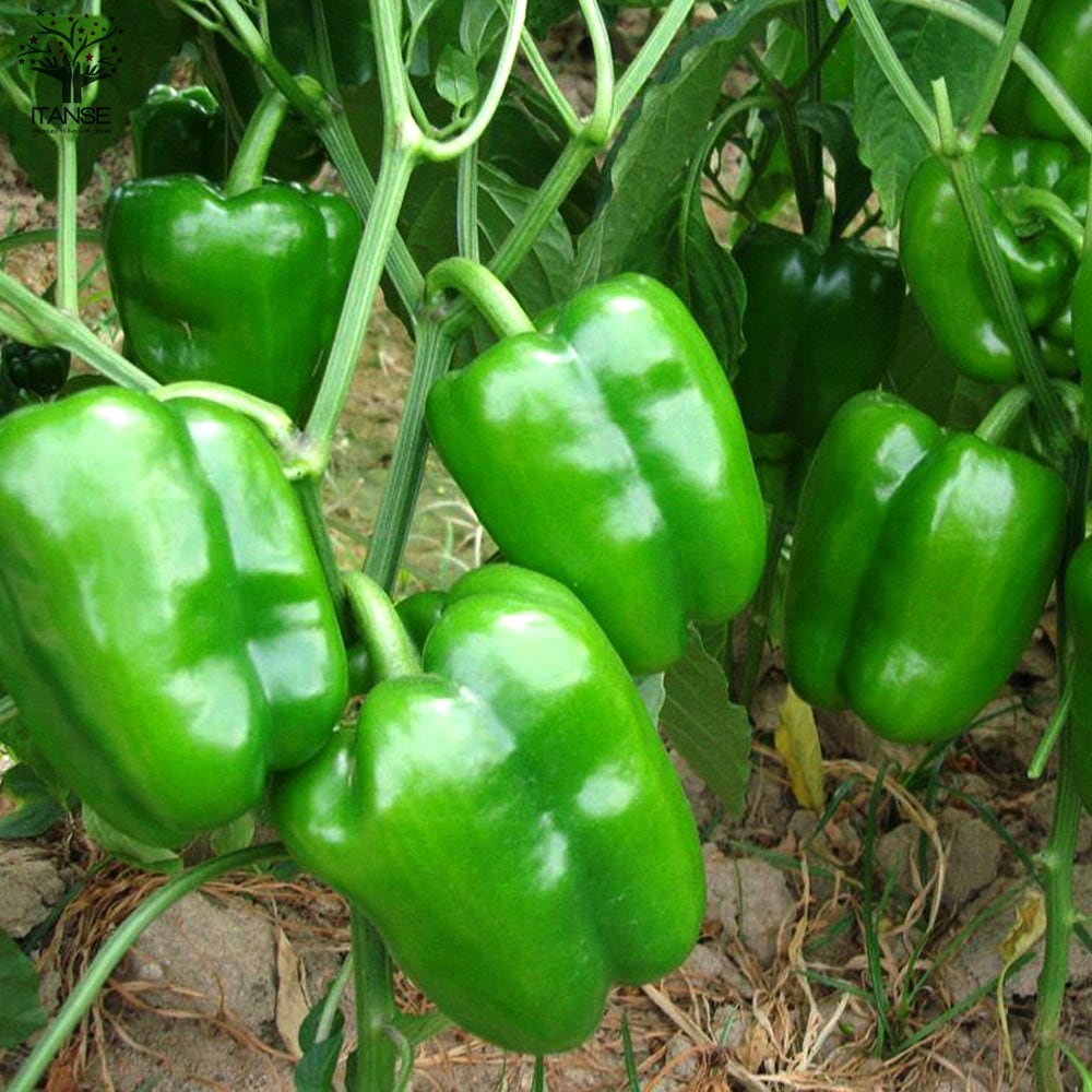 ピーマンの苗 王様ピーマン2個～【野菜の苗 10.5cmポット 自根苗