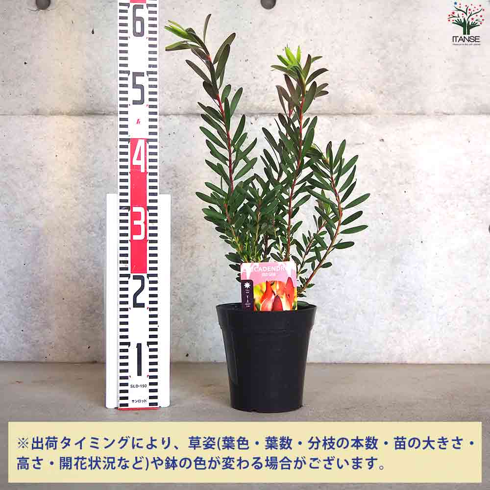 リューカデンドロン レッドジェム 【花苗 5号鉢／1個売り】