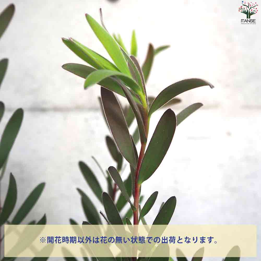 リューカデンドロン レッドジェム 【花苗 5号鉢／1個売り】