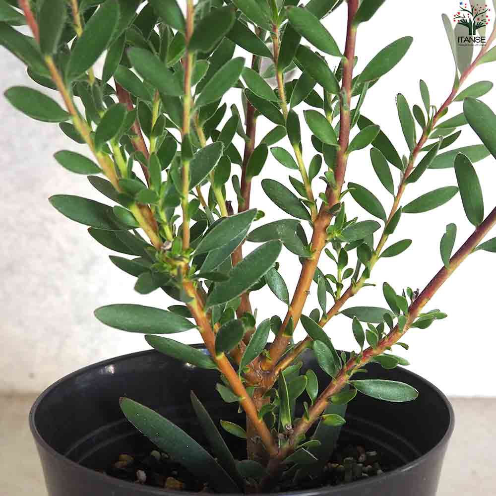リューカデンドロン レッドジェム 【花苗 5号鉢／1個売り】｜ 【植物の