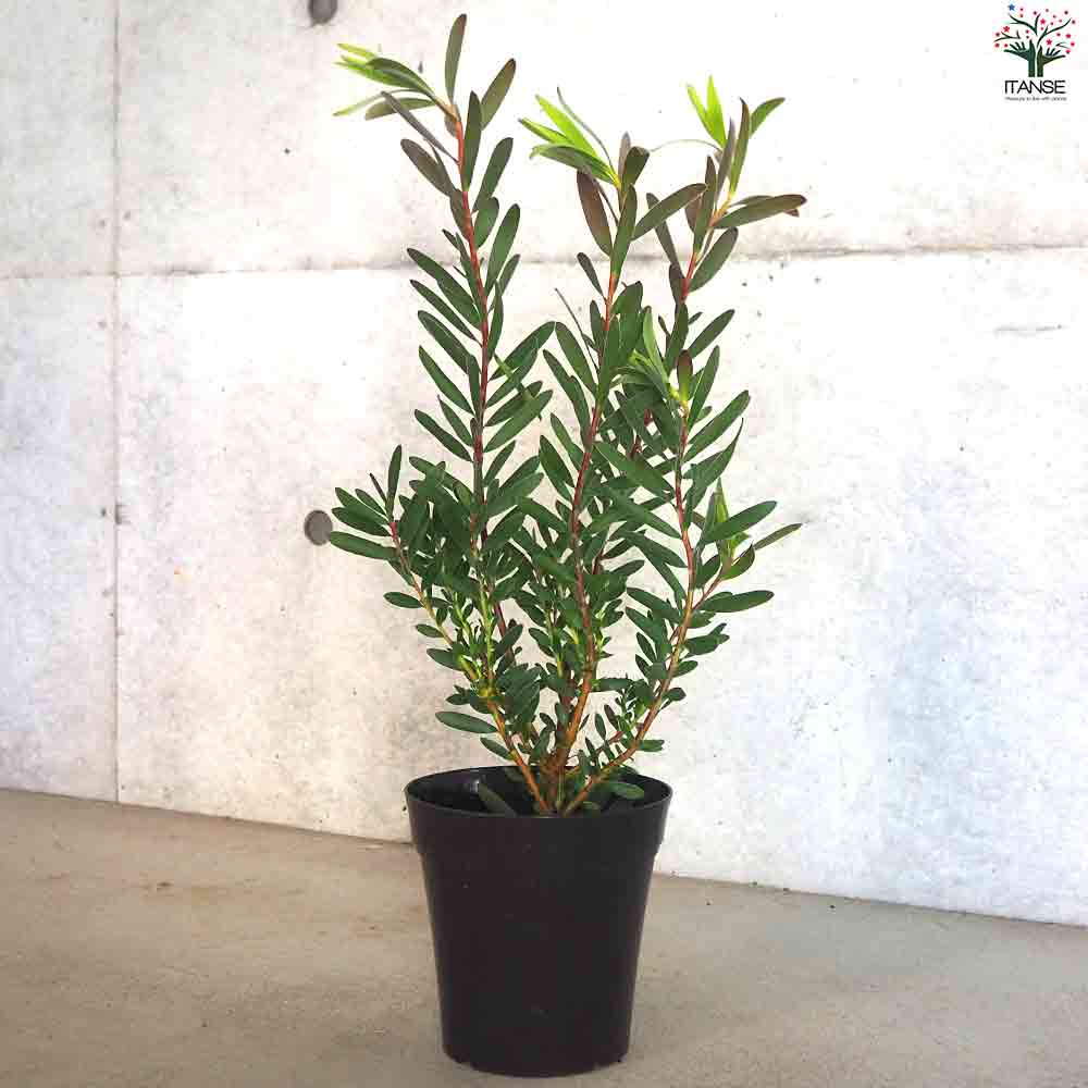 リューカデンドロン レッドジェム 【花苗 5号鉢／1個売り】｜ 【植物の