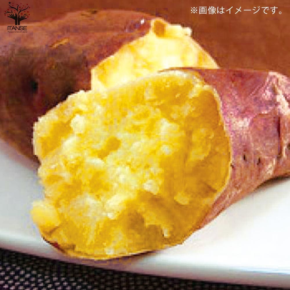 サツマイモ切苗 金時　300本 さつまいも切苗 品種：金時(キントキイモ)【野菜の苗／切苗(約25