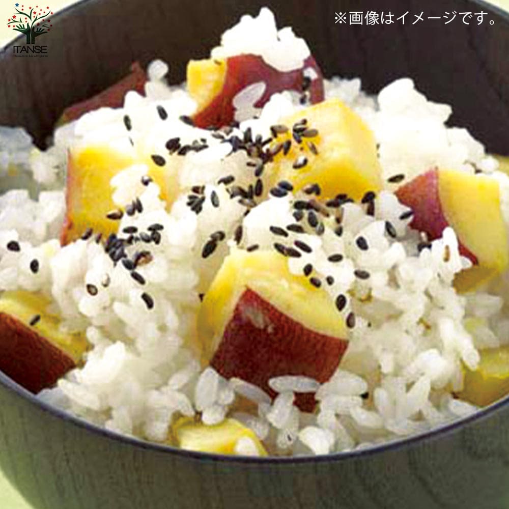 サツマイモ切苗 金時　300本 さつまいも切苗 品種：金時(キントキイモ)【野菜の苗／切苗(約25
