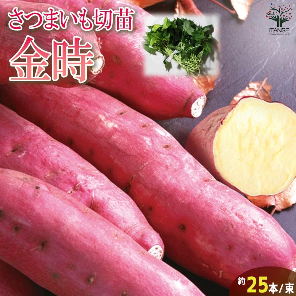 さつまいも切苗 品種：金時(キントキイモ)【野菜の苗／切苗(約25本/束)】