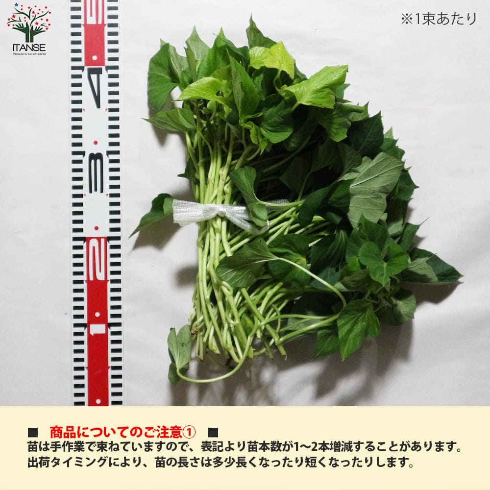 さつまいも切苗 品種：金時(キントキイモ)【野菜の苗／切苗(約25本/束)】