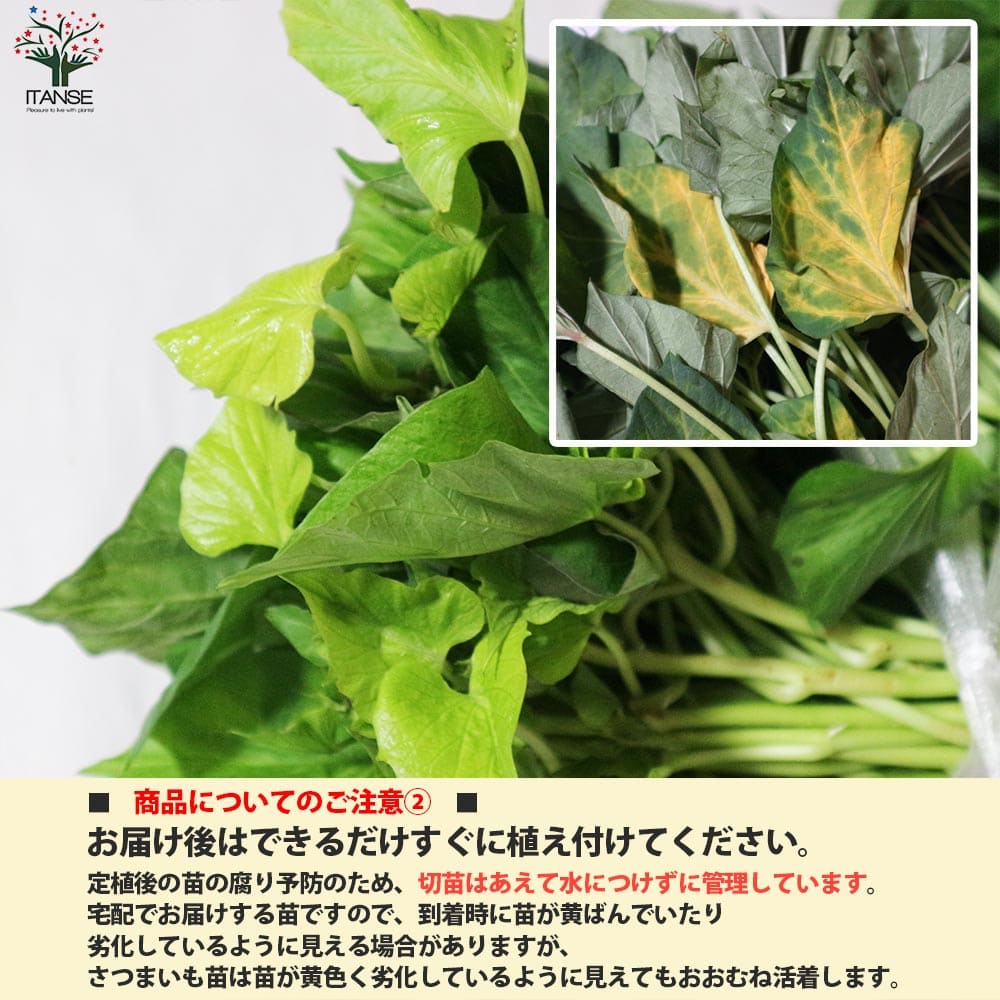 さつまいも切苗 品種：金時(キントキイモ)【野菜の苗／切苗(約25