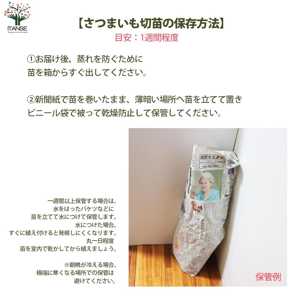 さつまいも切苗 品種：金時(キントキイモ)【野菜の苗／切苗(約25