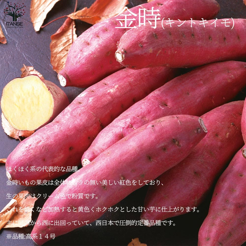さつまいも切苗 品種：金時(キントキイモ)【野菜の苗／切苗(約25本/束)】