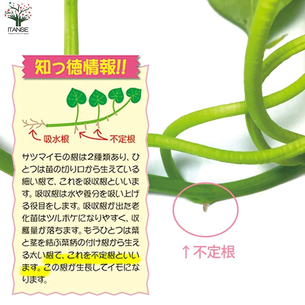 さつまいも切苗 品種：金時(キントキイモ)【野菜の苗／切苗(約25本/束)】