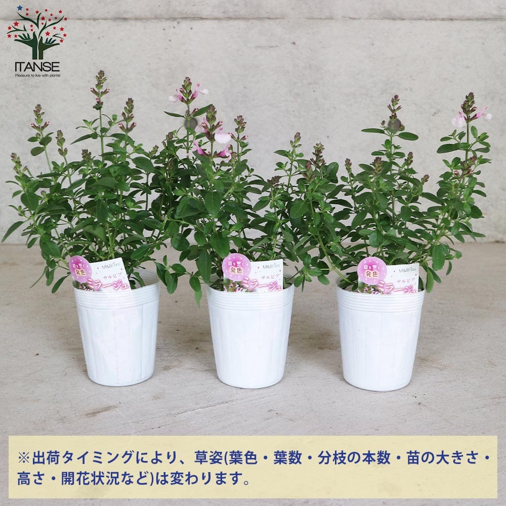 チェリーセージ・ミラージュ・ソフトピンク(グレギー種)【花苗