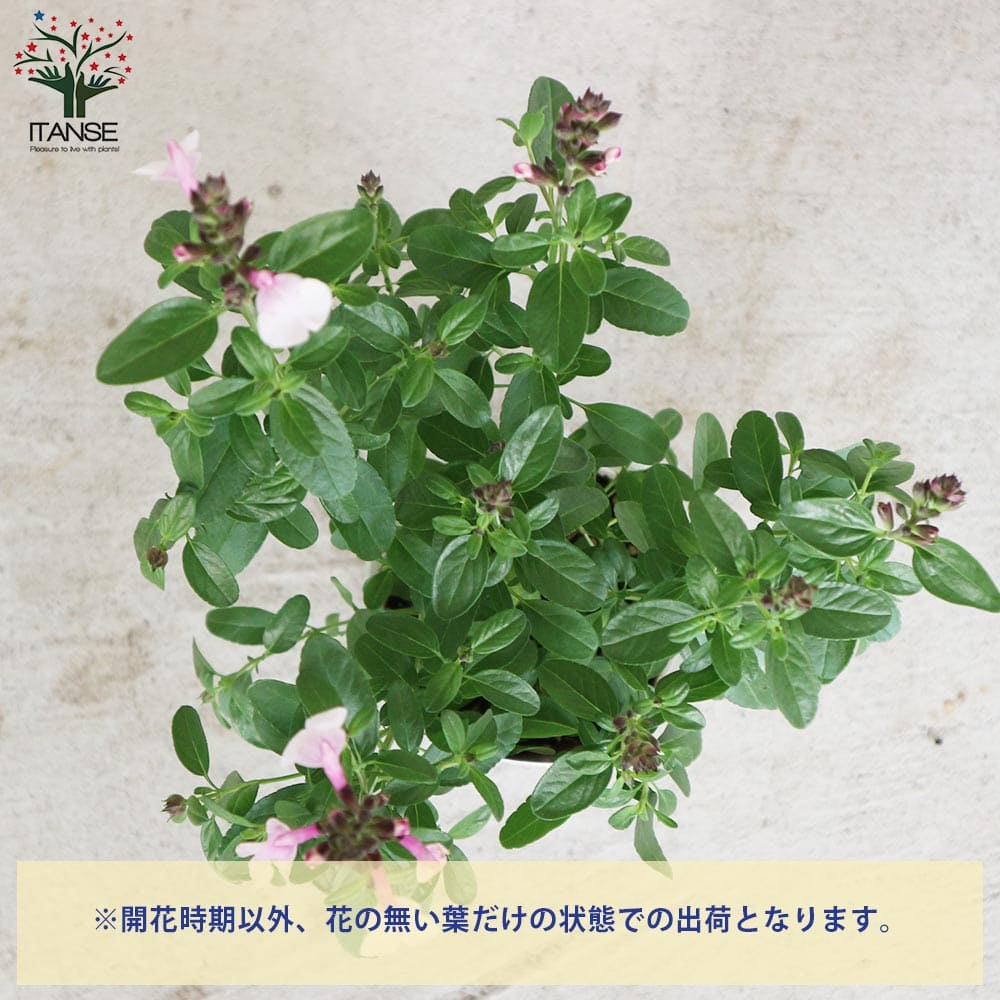 チェリーセージ・ミラージュ・ソフトピンク(グレギー種)【花苗 3.5号ポット 多年草】