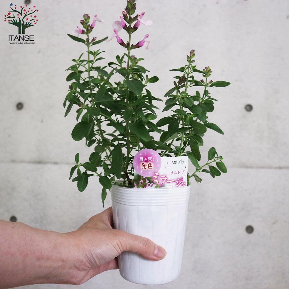 チェリーセージ・ミラージュ・ソフトピンク(グレギー種)【花苗 3.5号ポット 多年草】