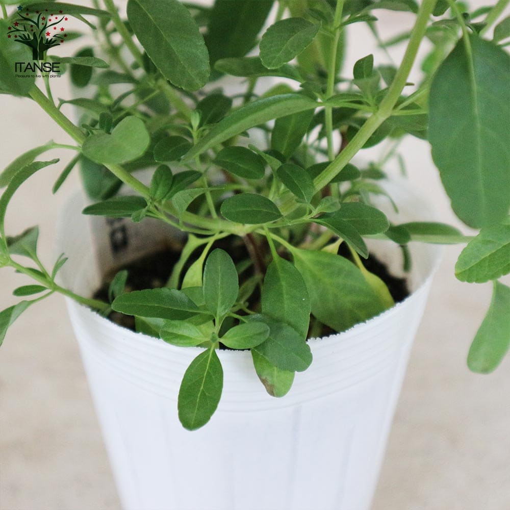 チェリーセージ・ミラージュ・ソフトピンク(グレギー種)【花苗 3.5号ポット 多年草】