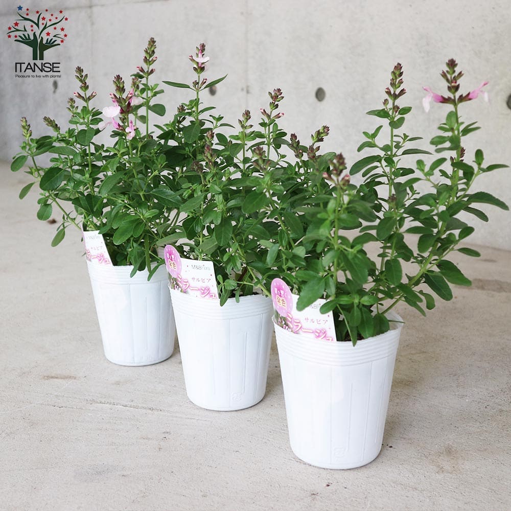 サルビア ミラージュ ソフトピンク ハーブ１苗 サルビア：ミラージュ ソフトピンク4号ポット の通販 | 園芸ネット