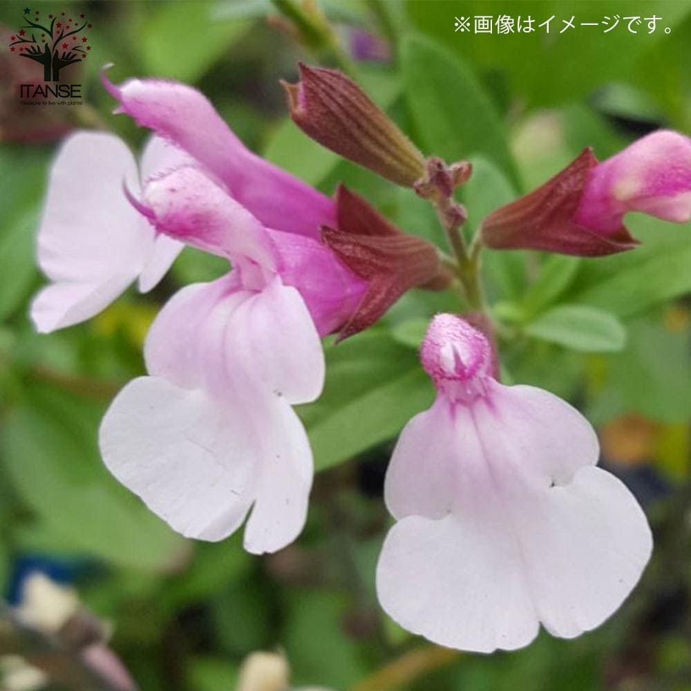 チェリーセージ・ミラージュ・ソフトピンク(グレギー種)【花苗