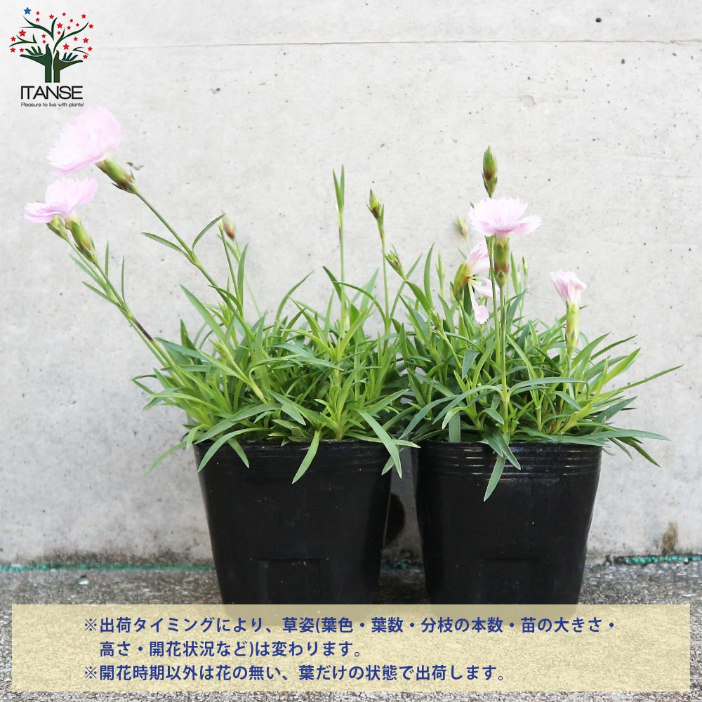 薔薇咲き四季咲き芳香性なでしこ・ピンクパフューム【花苗 3号ポット