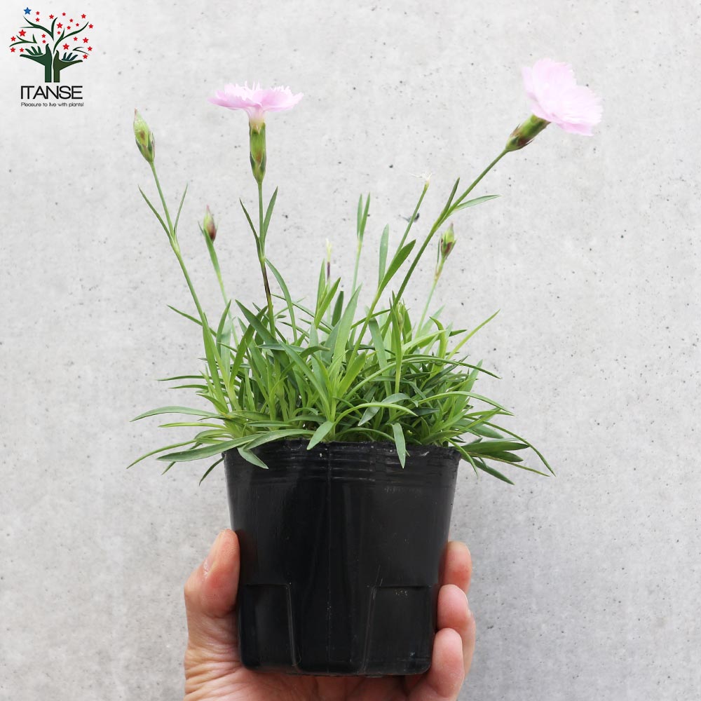 薔薇咲き四季咲き芳香性なでしこ・ピンクパフューム【花苗 3号ポット