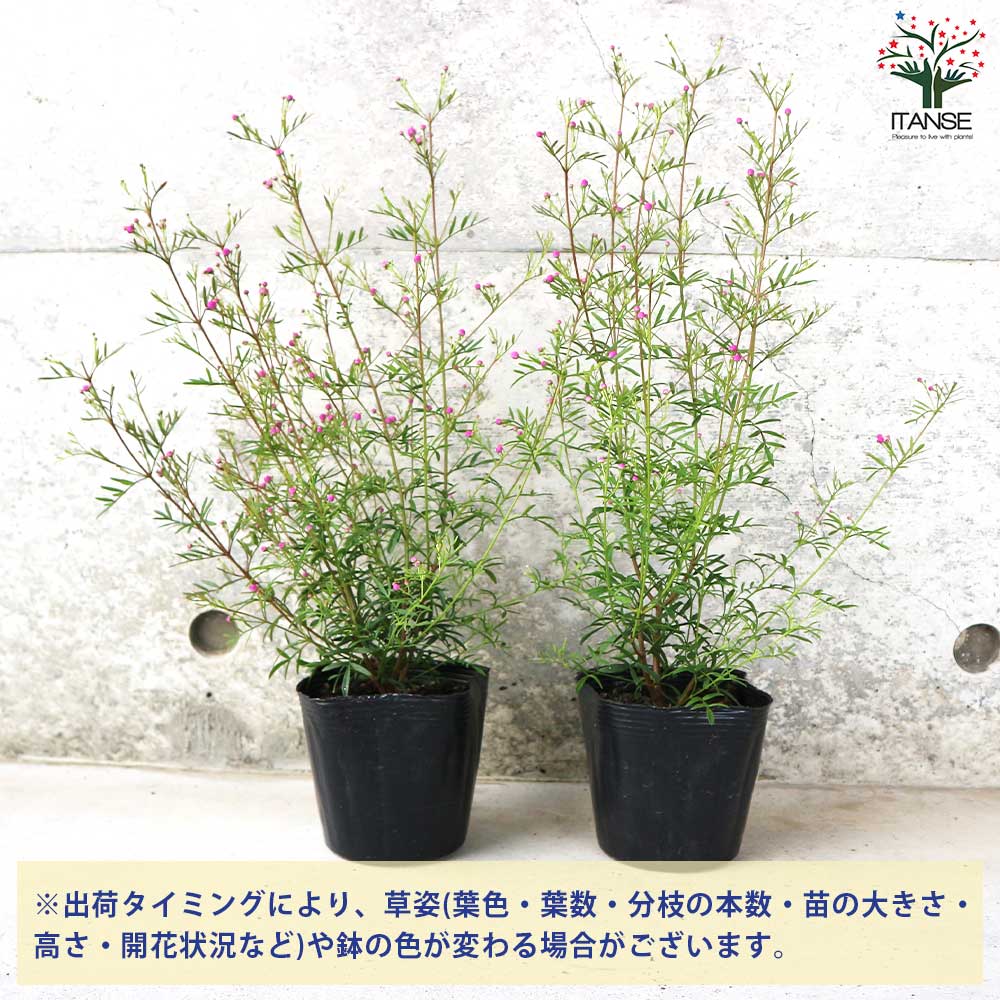 ボロニア ピナータ【花苗 3.5号ポット】｜ 【植物のITANSE】全品