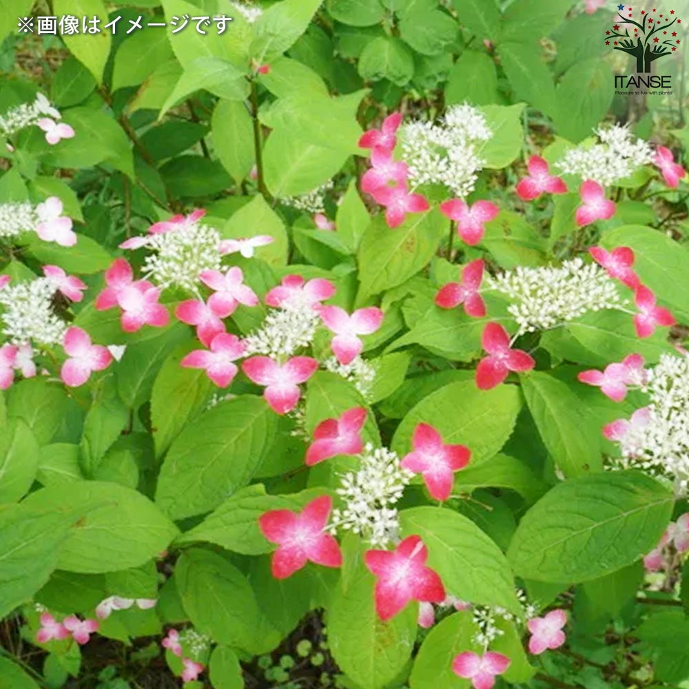 山アジサイの苗 品種:くれない(紅)【花苗 3号ポット】｜ 【植物の