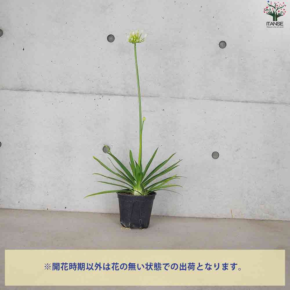 ③*:ஐラベンダーブルーと白の２色咲き*:ஐアガパンサス・苗【エニグマ】４号 ③*:ஐラベンダーブルーと白の2色咲き*:ஐアガパンサス・苗