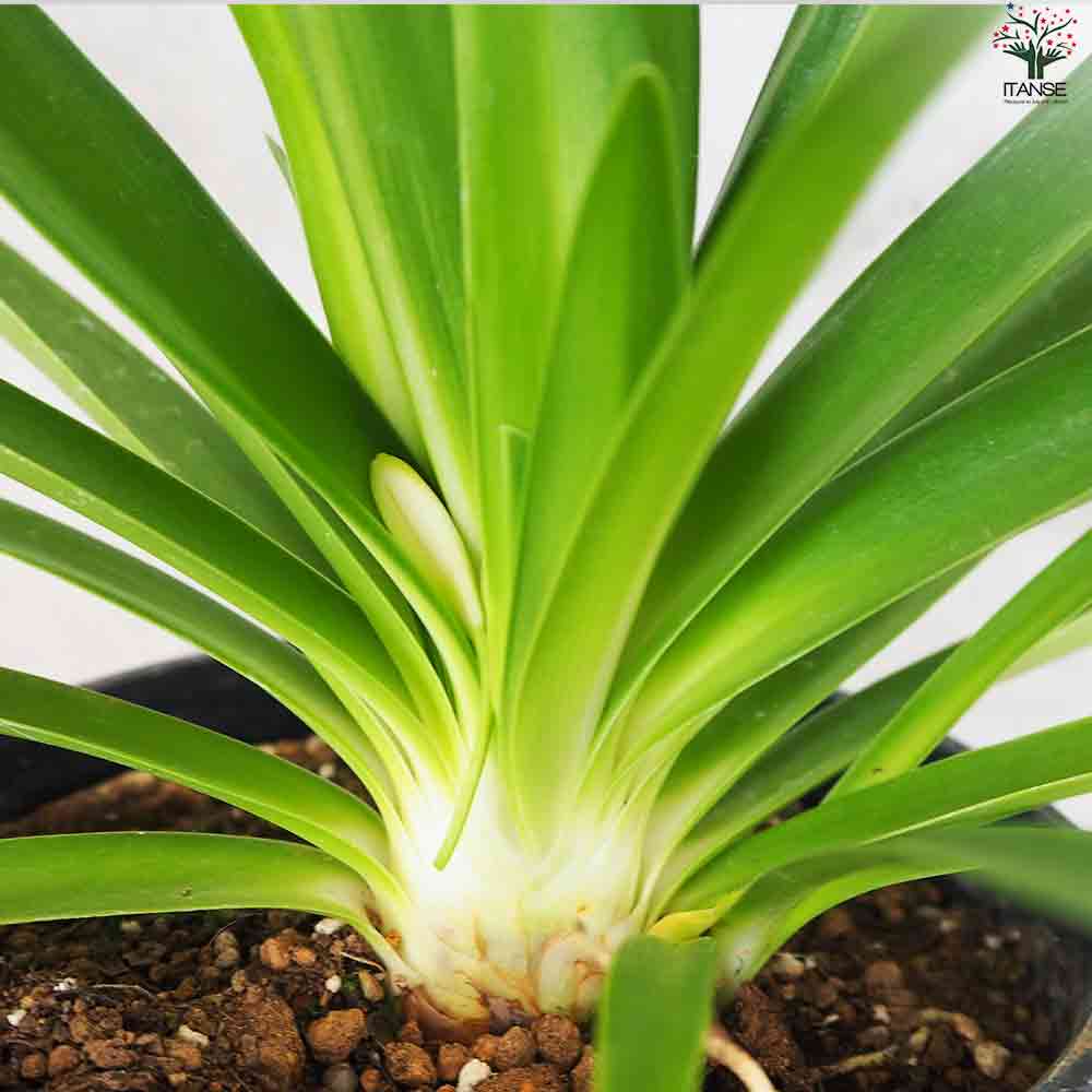 アガパンサス エニグマ【花苗 5号鉢】｜ 【植物のITANSE