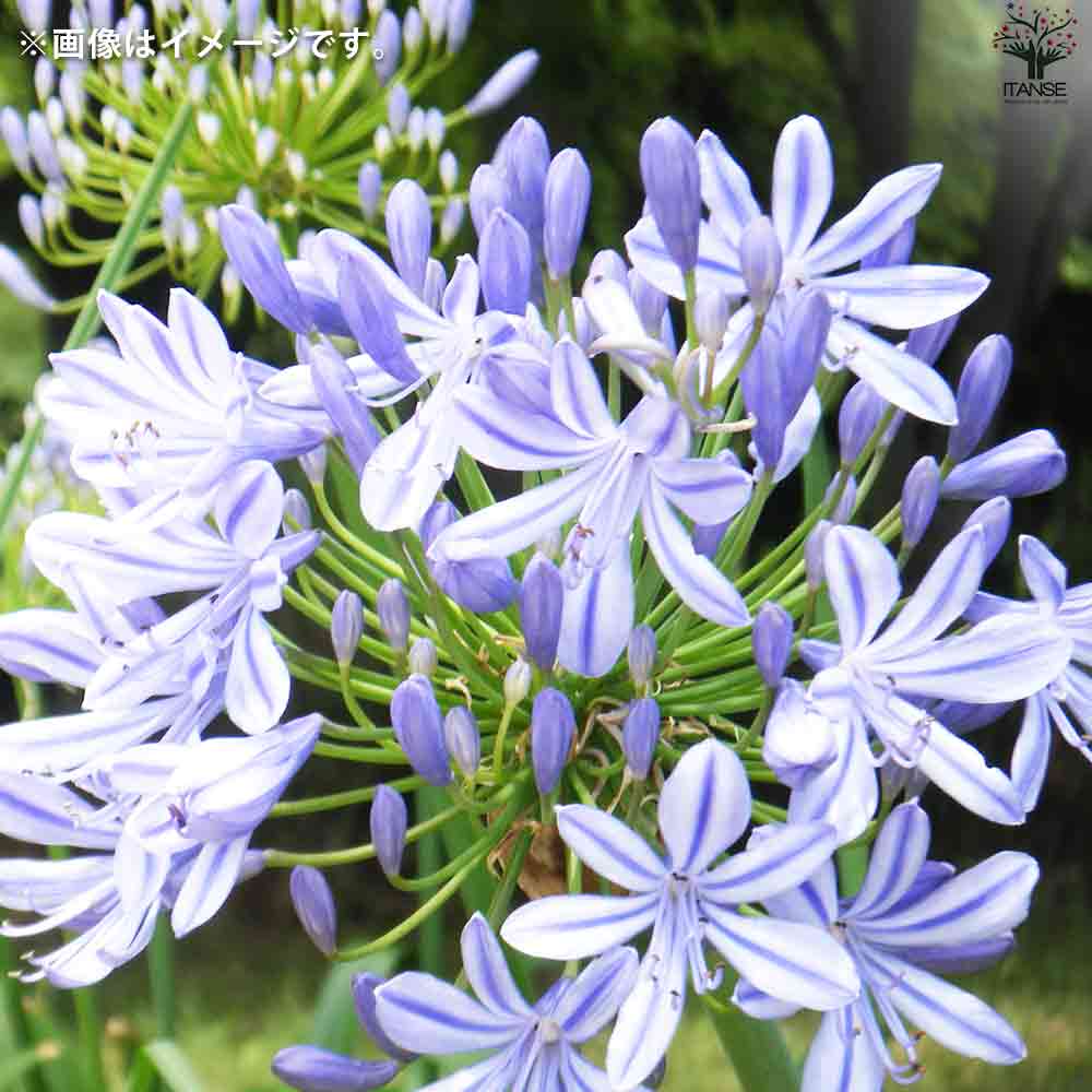 アガパンサス エニグマ【花苗 5号鉢】｜ 【植物のITANSE