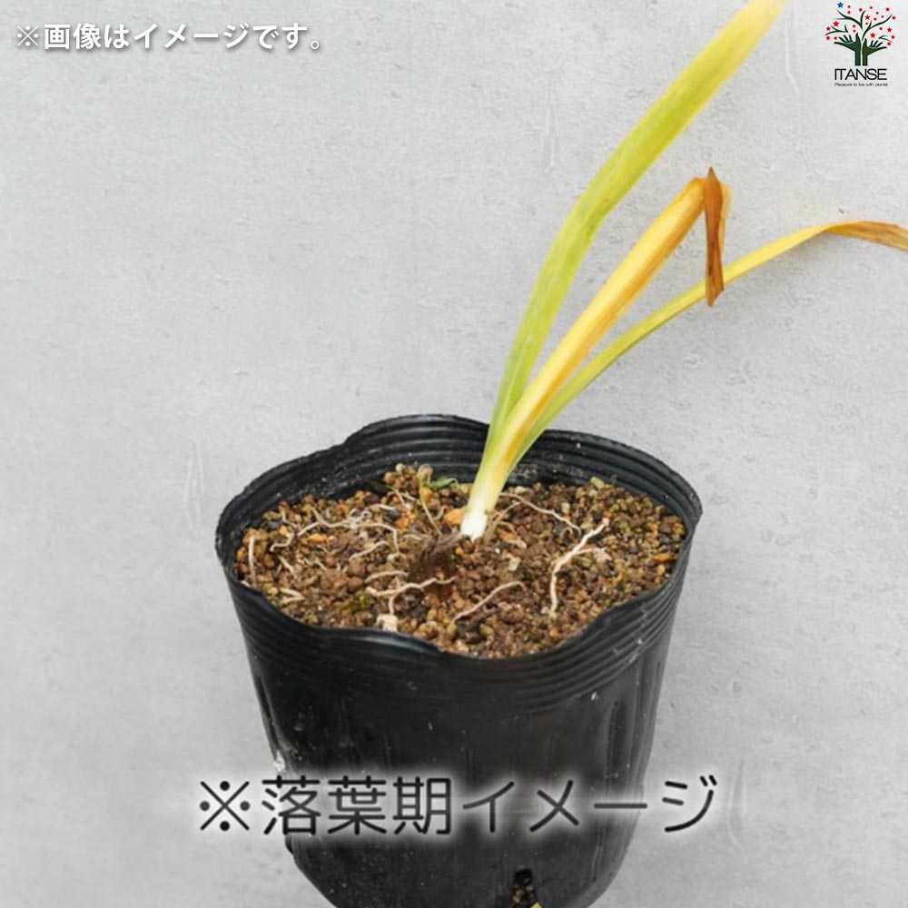 ③*:ஐラベンダーブルーと白の２色咲き*:ஐアガパンサス・苗【エニグマ】４号 imgrc0120140625.jpg