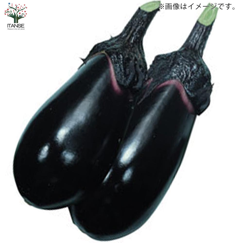 うりふたつシリーズ 竜馬ナス＆CFココ(ミニトマト)2個～【野菜の苗 10.5cmポット 接木苗】