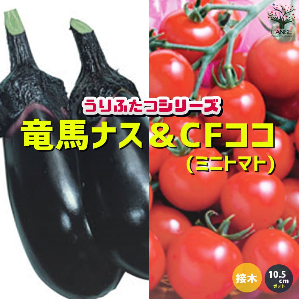 うりふたつシリーズ 竜馬ナス＆CFココ(ミニトマト)2個～【野菜の苗 10.5cmポット 接木苗】