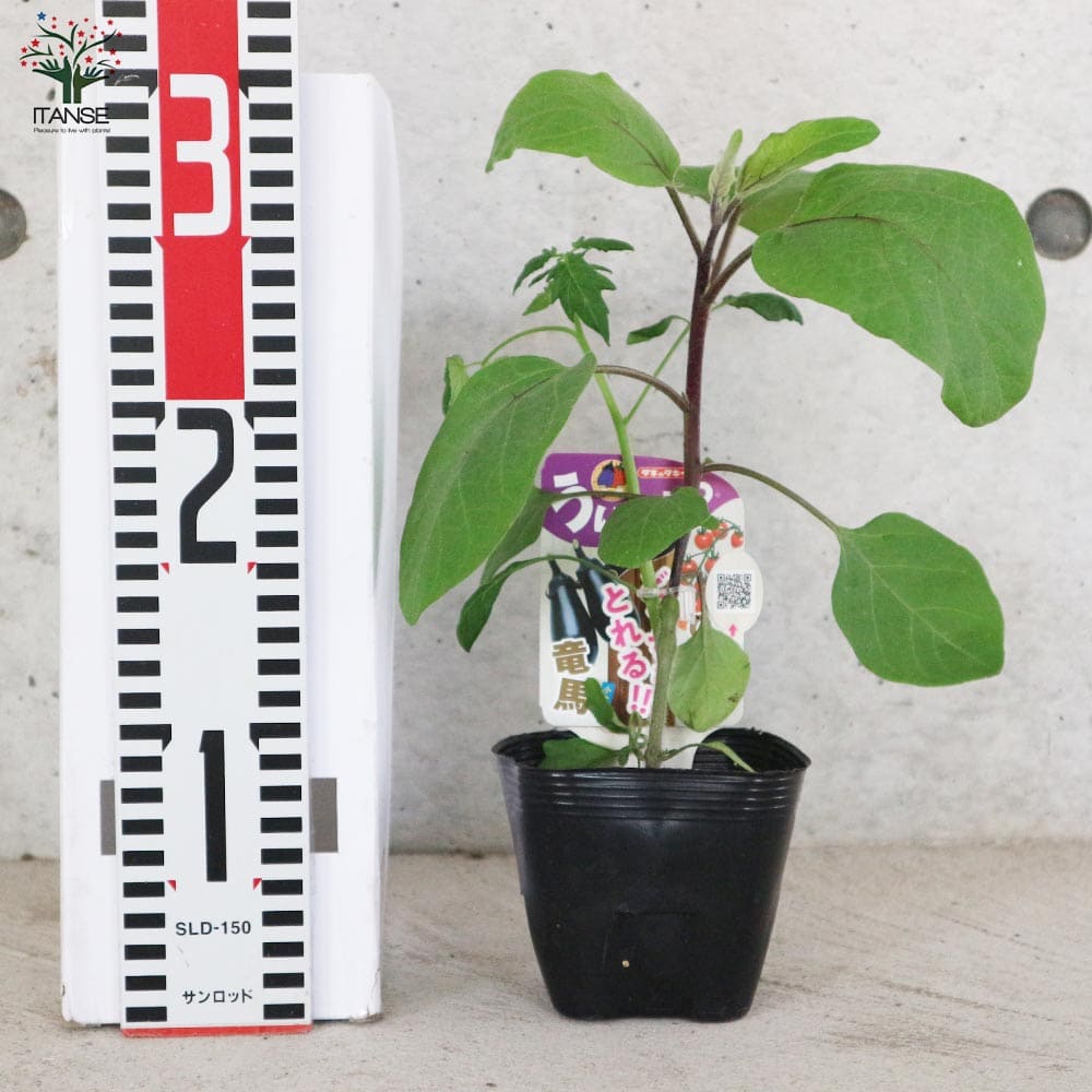 うりふたつシリーズ 竜馬ナス＆CFココ(ミニトマト)2個～【野菜の苗 10.5cmポット 接木苗】