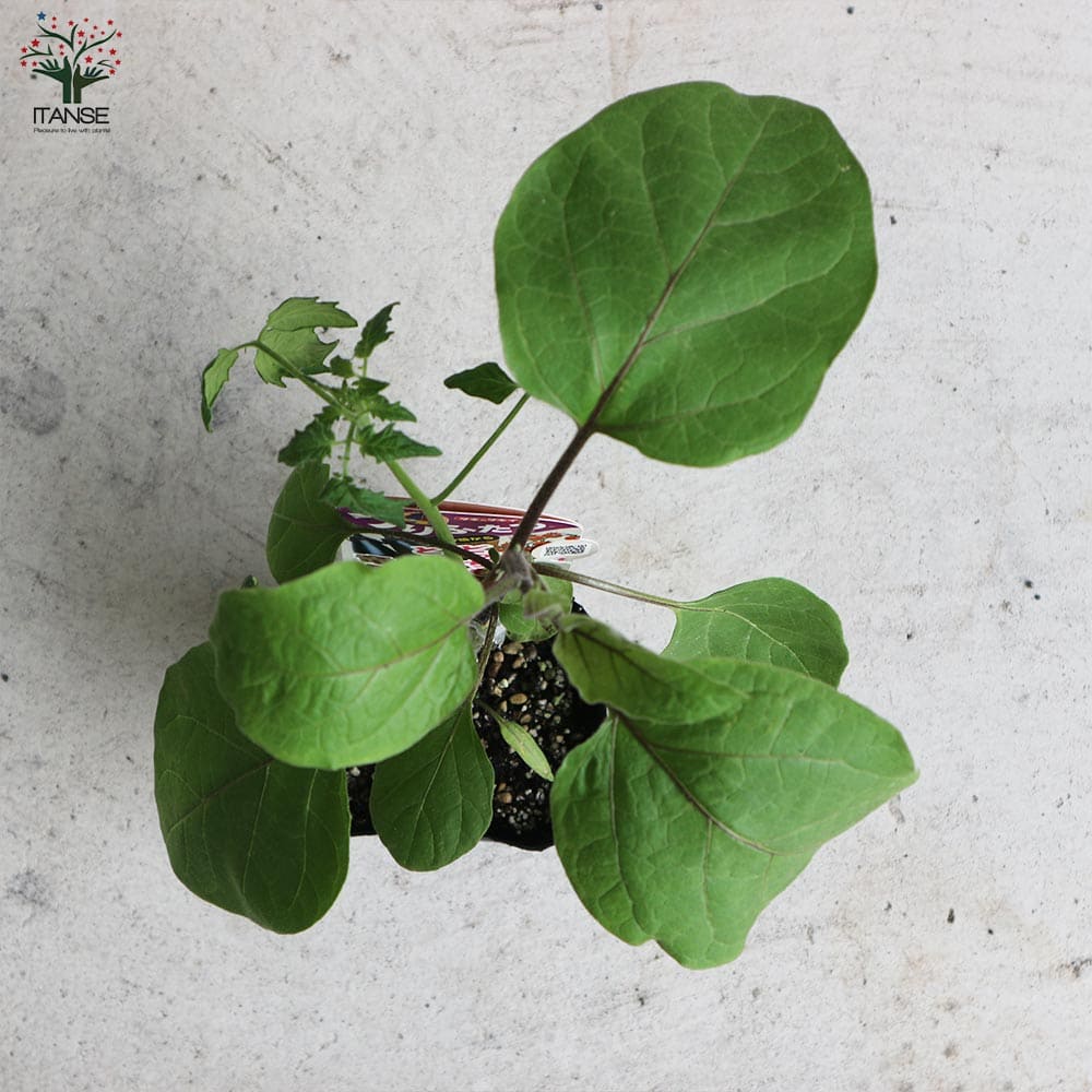 うりふたつシリーズ 竜馬ナス＆CFココ(ミニトマト)2個～【野菜の苗 10.5cmポット 接木苗】