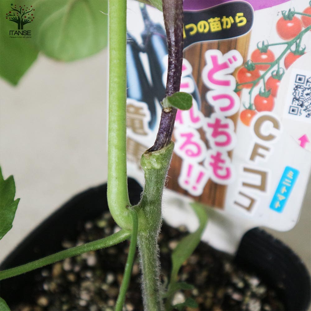 うりふたつシリーズ 竜馬ナス＆CFココ(ミニトマト)2個～【野菜の苗 10.5cmポット 接木苗】