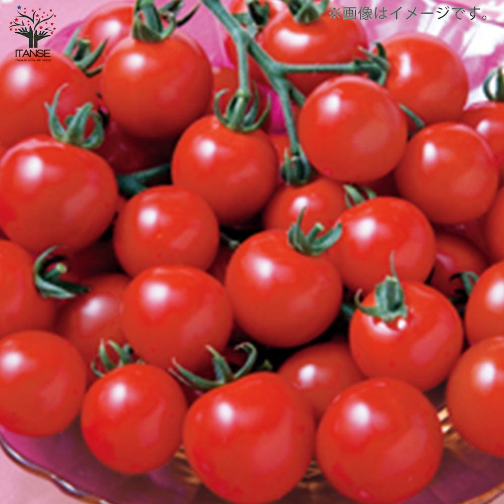 うりふたつシリーズ 竜馬ナス＆CFココ(ミニトマト)2個～【野菜の苗 10.5cmポット 接木苗】