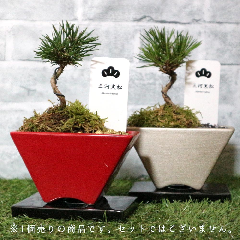 三河盆栽　姫ツタ　盆栽 楽天市場】盆栽 蔦 樹高 約14〜16cm つた Parthenocissus