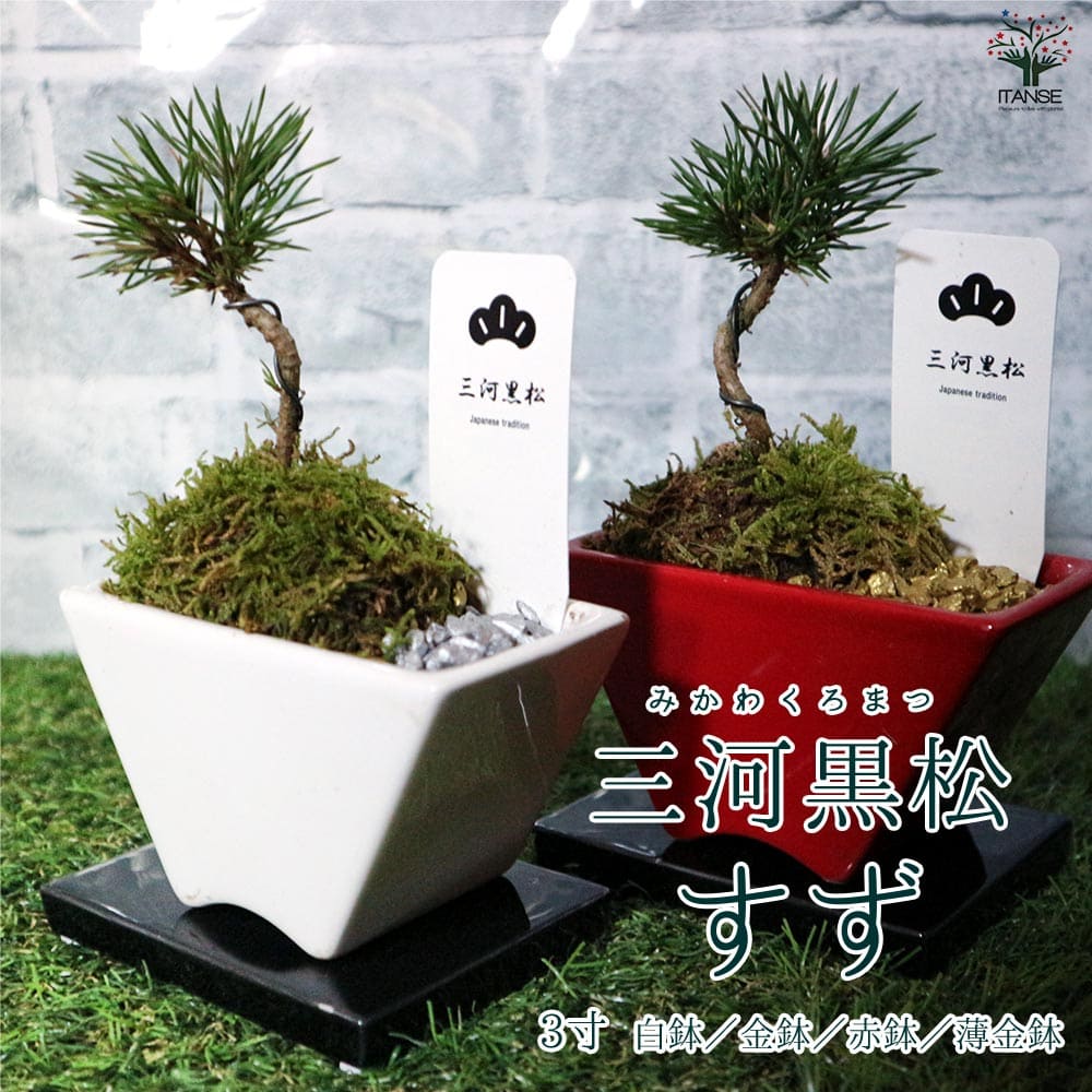 盆栽 三河黒松 すず【盆栽 3寸】