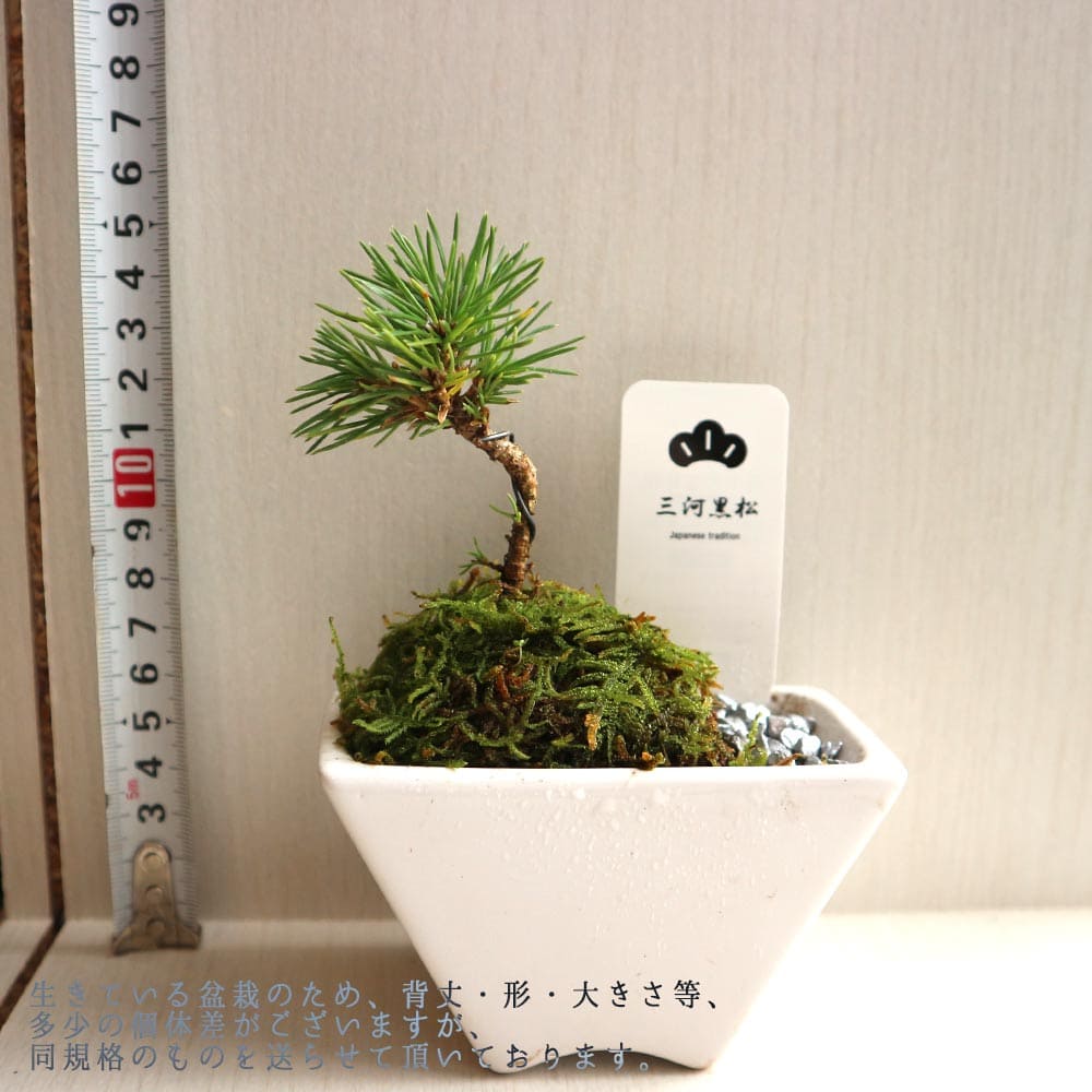 盆栽 三河黒松 すず【盆栽 3寸】