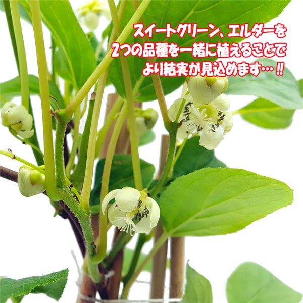 ベビーキウイ エルダーとスイートグリーンお得な2種セット【果樹苗9cmポット／エルダー1個スイートグリーン1個】