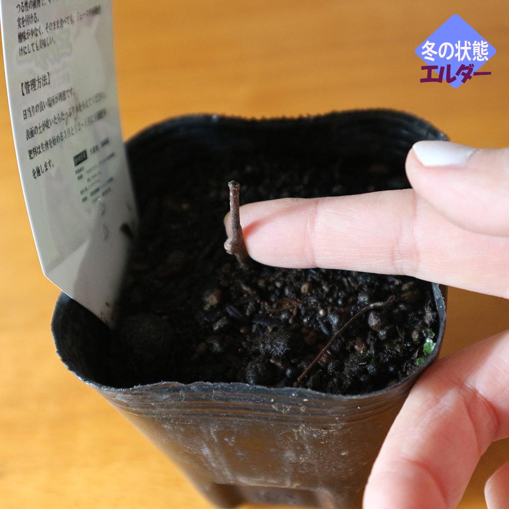 ベビーキウイ エルダーとスイートグリーンお得な2種セット【果樹苗9cmポット／エルダー1個スイートグリーン1個】