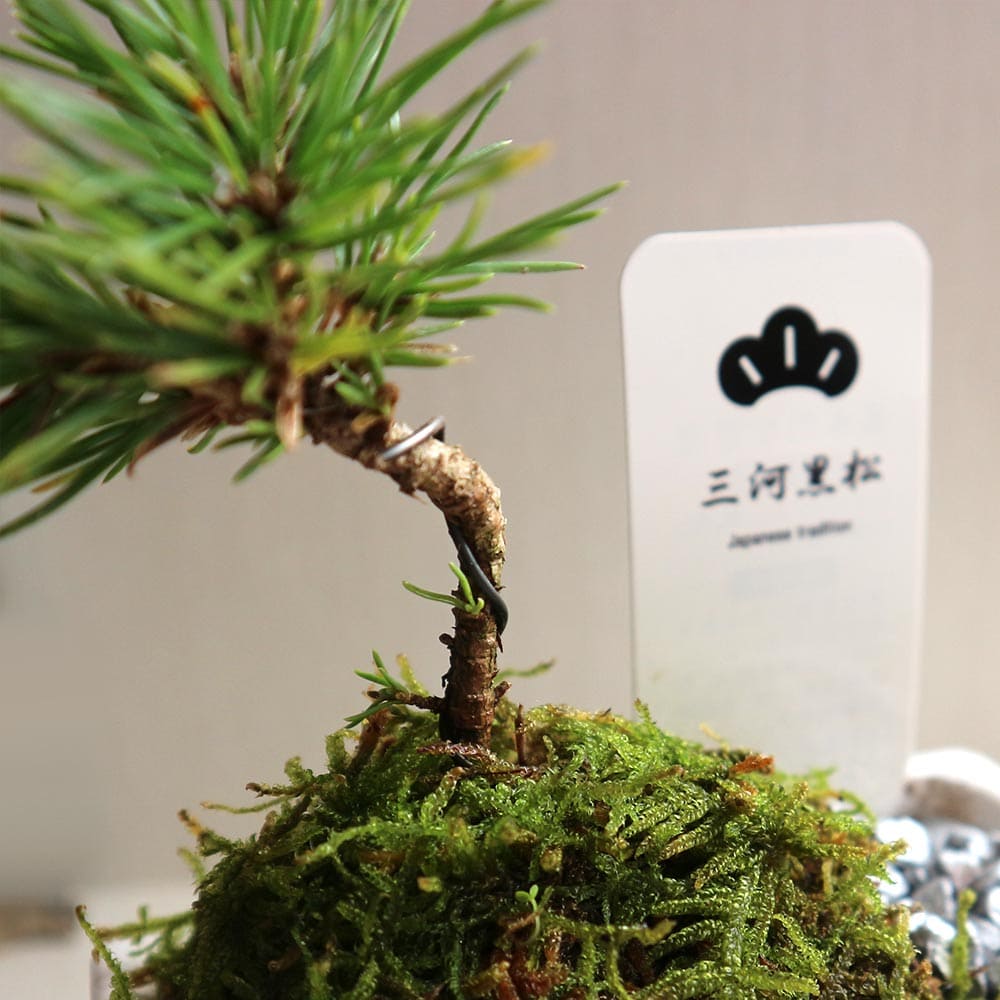 盆栽 三河黒松 すず【盆栽 3寸】