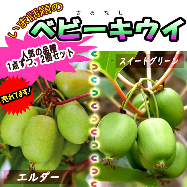 ベビーキウイ エルダーとスイートグリーンお得な2種セット【果樹苗9cmポット／エルダー1個スイートグリーン1個】