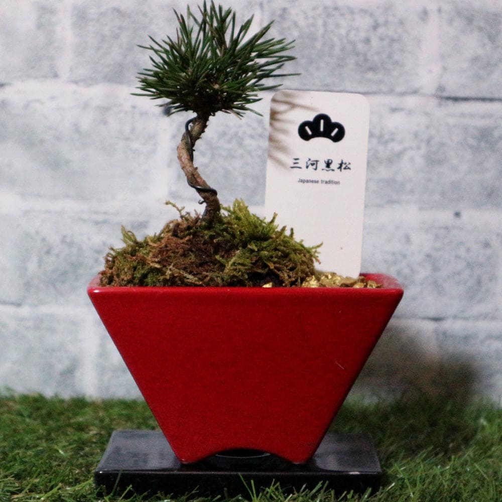 盆栽 三河黒松 すず【盆栽 3寸】