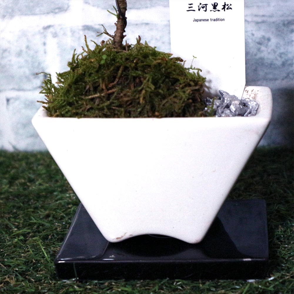 盆栽 三河黒松 すず【盆栽 3寸】