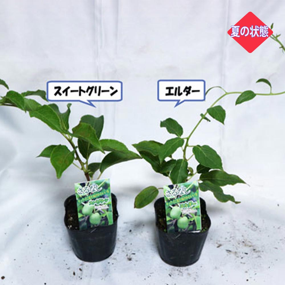 ベビーキウイ エルダーとスイートグリーンお得な2種セット【果樹苗9cmポット／エルダー1個スイートグリーン1個】