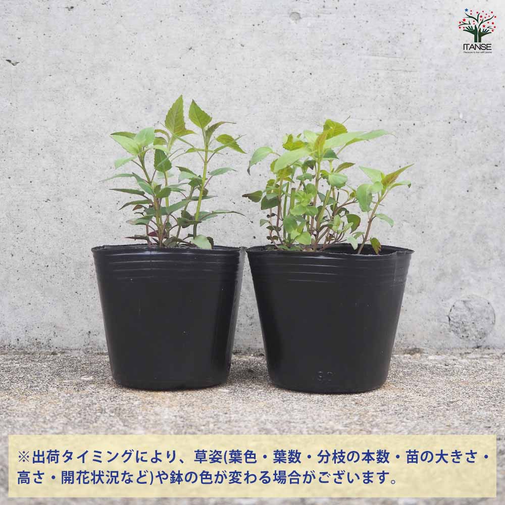 ベルガモット ワイルド(ピンク) 2個～【ハーブの苗 3号ポット