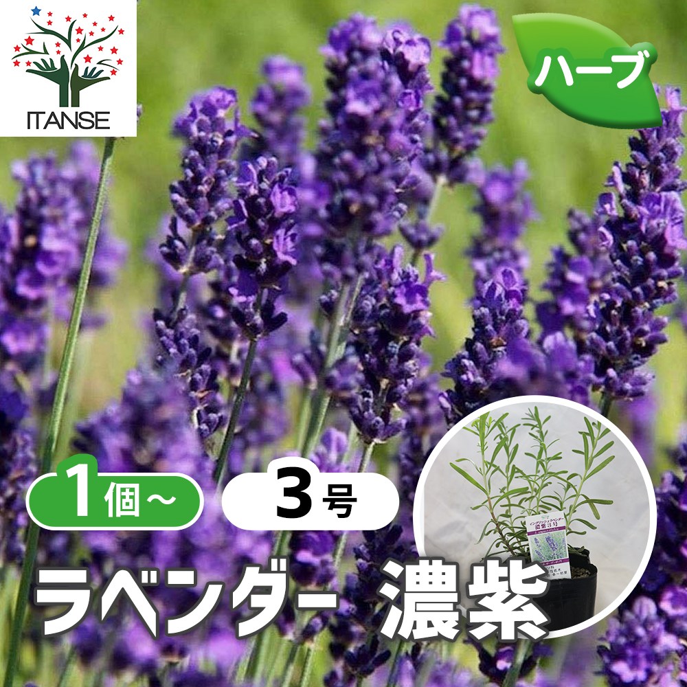 ラベンダー 濃紫【ハーブ苗9cmポット／1個～】｜ 【植物のITANSE